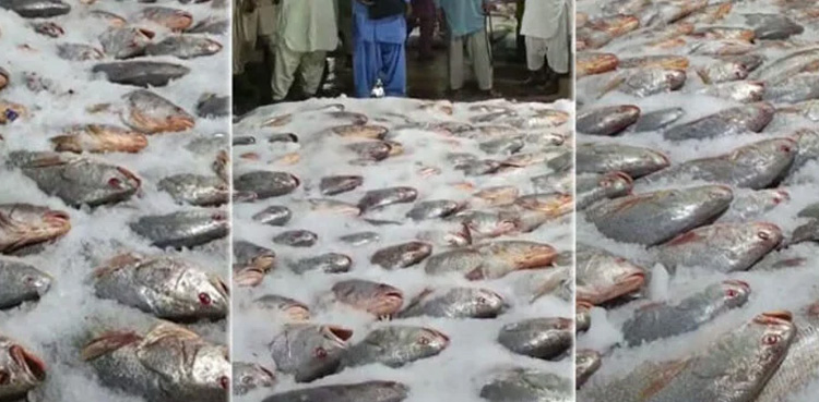 Karachi fishermen, catch rare fish, fishermen become millionaires , VIRAL,