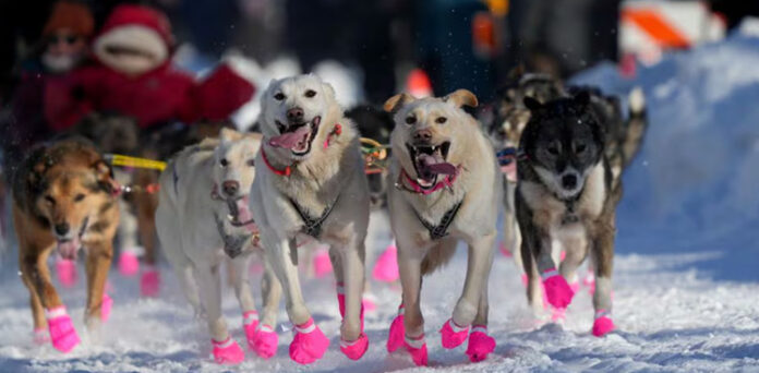 Alaska's 52nd annual Iditarod sled dog race mushes to starting line