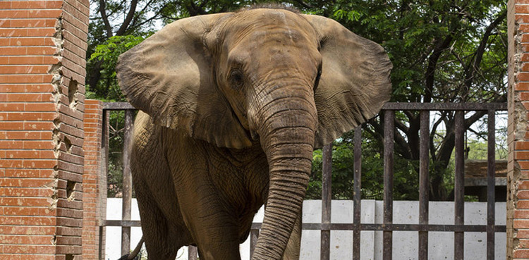 Elephant-madhubala-shift-Safari-Park-Karachi-Zoo