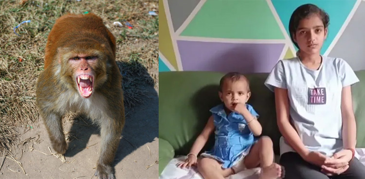 Teen's Clever Use of AI, Viral, Monkey Attack on Toddler