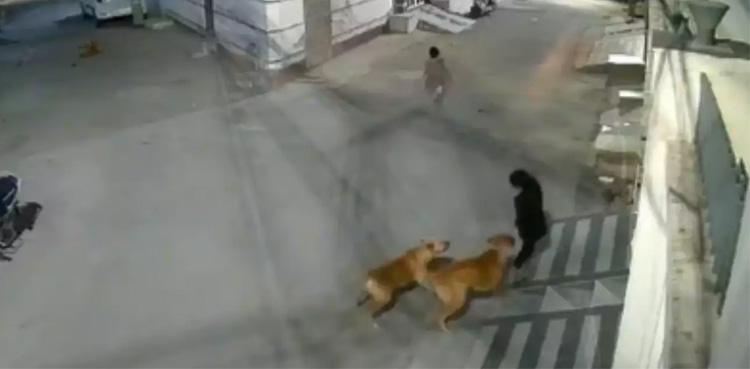 Viral Video, stray dogs, attack kid, residential area