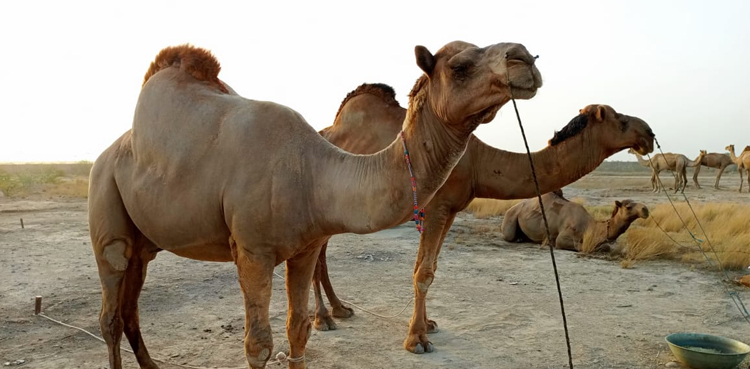 Over 30000 sacrificial animals, arrive, Karachi Cattle Market