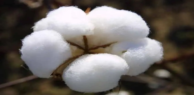 Pakistan’s cotton exports