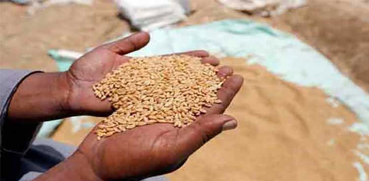 Wheat missing, Rs 50.3 mln, govt warehouse