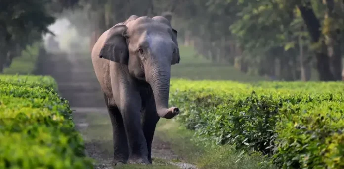 viral, journalist, elephant, forest,