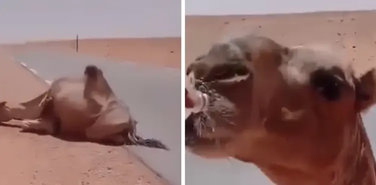 viral, video, camel, desert,