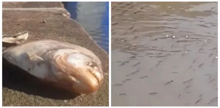 VIDEO, piranhas, brazil, heavy rains,