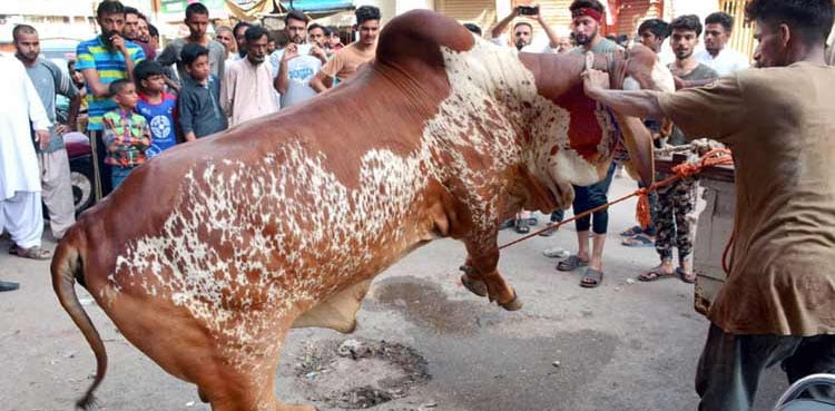 Eid ul Adha third day, animals' sacrifice