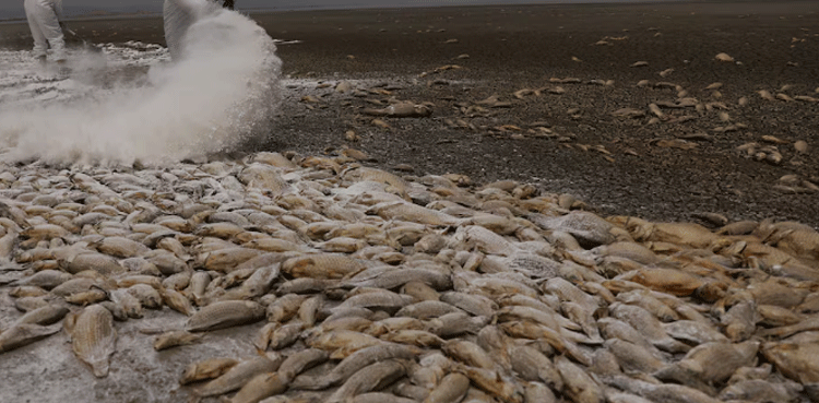 Mexico-mass-fish-deaths-droght