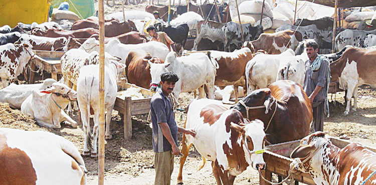 Karachi cattle markets, cattle markets, Eidul Adha