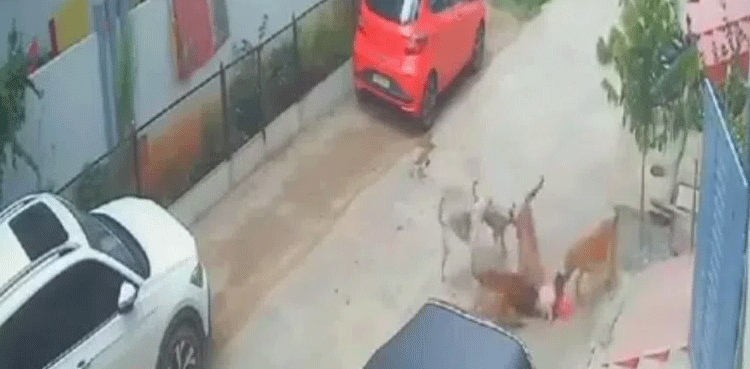 Stray-dogs-maul-child-viral-video