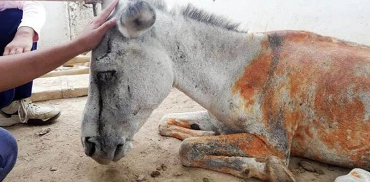 Donkey’s ear chopped off, spine broken by landlord