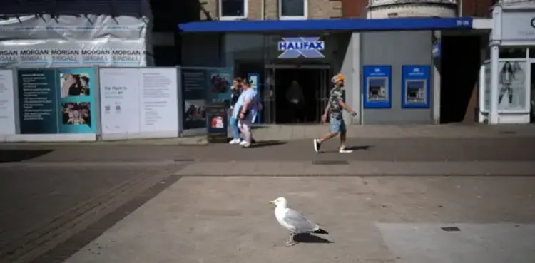 store, Dorset, bird, Steven Seagull,