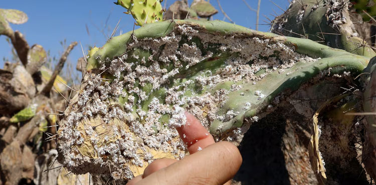 Insect wreaks havoc on prickly pear industry - ARY NEWS