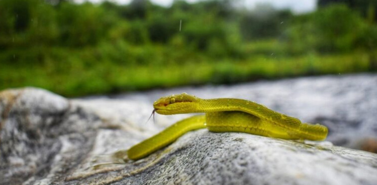 Snakebites, surge, monsoon season, Sindh