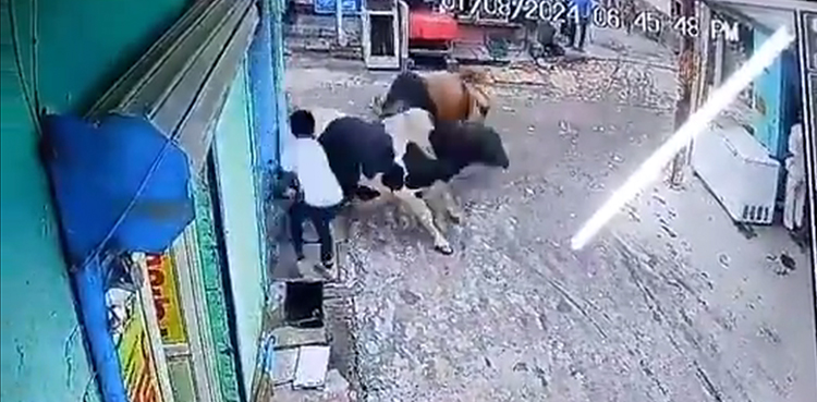 Stray bulls fight