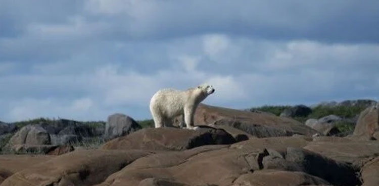 Polar bears kill worker at Canadian Arctic radar site