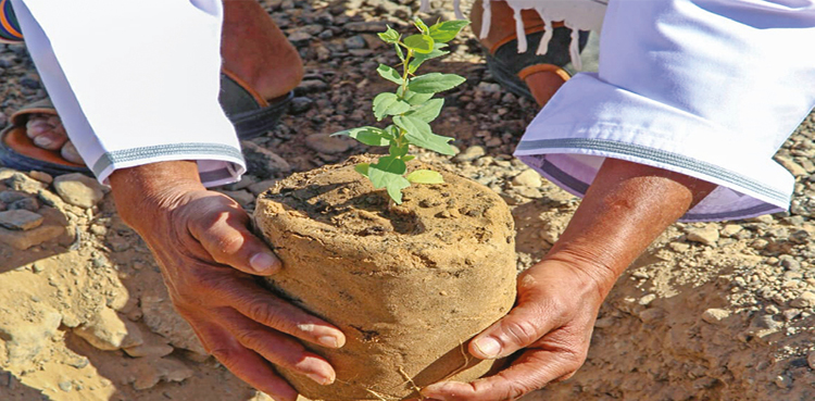 CM Maryam NAWAZ, Punjab, plantation, smog