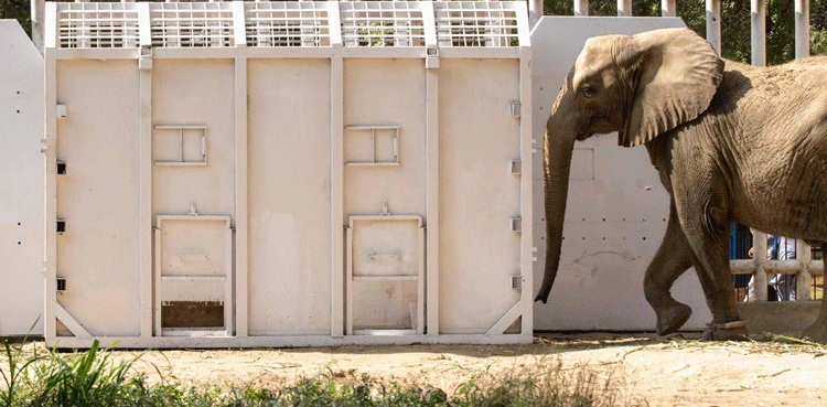 Madhubala-elephant-Safari-Park shift