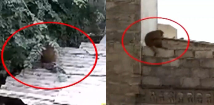 Monkeys in Karachi, Karachi, Monkeys on the loose, Viral video