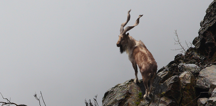 Pakistan, markhor hunting, National animal of Pakistan