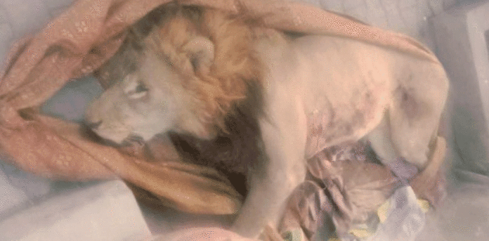 Pet, lion, shot dead, escaping, Lahore, video, on loose