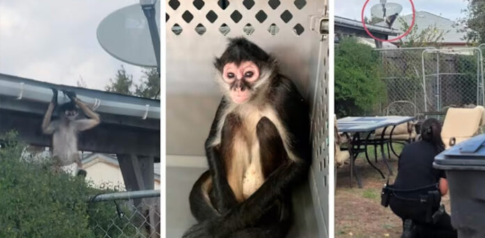 Watch: Escaped spider monkey captured in Texas