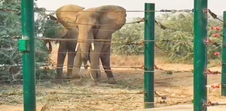 Elephant Sonia buried at Safari Park Karachi