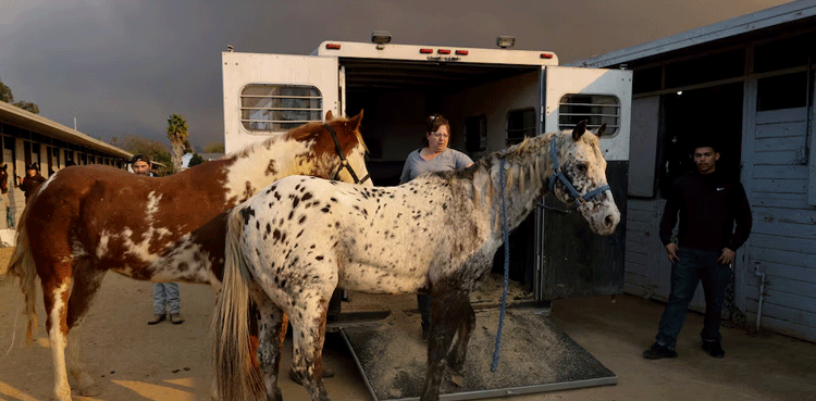 Los-Angeles-wildfire,-rescues,-animals